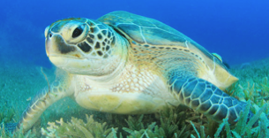 Screen Shot 2018-09-16 at 7.02.30 PM