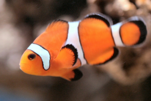 Screen Shot 2018-09-16 at 7.03.30 PM