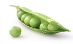 Screen Shot 2018-10-30 at 4.53.12 PM