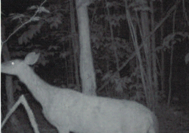 Screen Shot 2018-11-04 at 12.31.22 PM