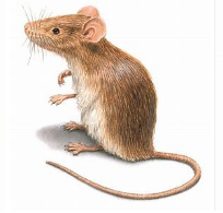 Screen Shot 2018-11-04 at 12.44.18 PM