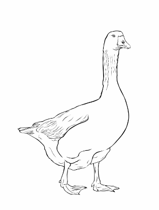 Screen Shot 2018-11-05 at 1.06.37 PM