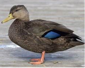 Screen Shot 2018-11-05 at 12.30.18 PM