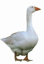 Screen Shot 2018-11-05 at 12.31.31 PM