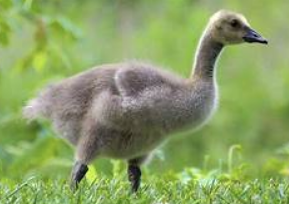 Screen Shot 2018-11-05 at 12.33.28 PM