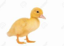 Screen Shot 2018-11-05 at 12.34.07 PM